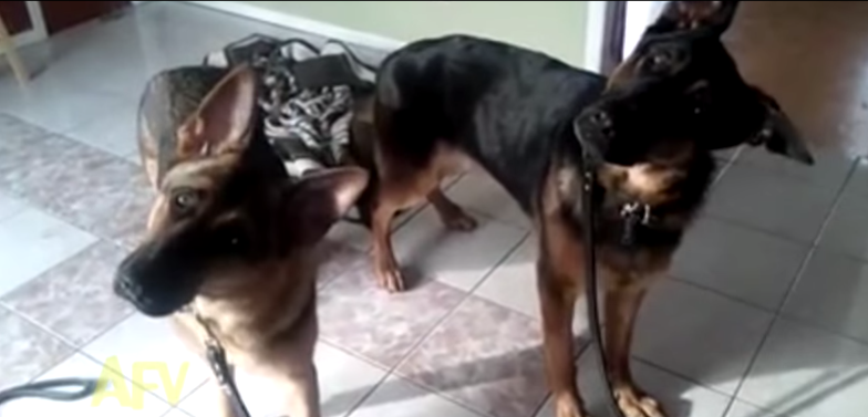[VIDEO] Watch These German Shepherds Funny Reaction To Their Owner Speaking In French!
