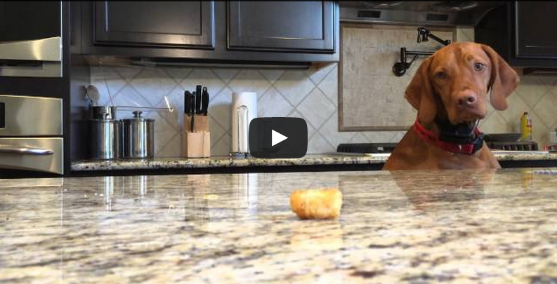 [VIDEO] This Dog’s Struggle To Get A Tater Tot Is The Funniest Thing We’ve Seen All Week!!!!