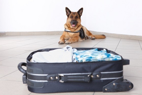 Amtrak To Allow Dogs On Their Trains?!? Read The Details Here