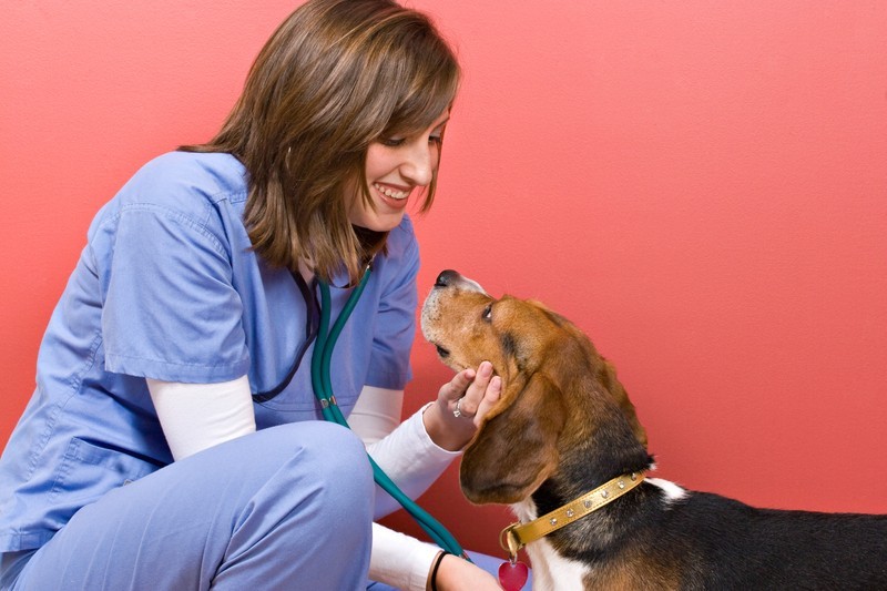 3 Things You Can Do To Make Your Vet Visit Better!