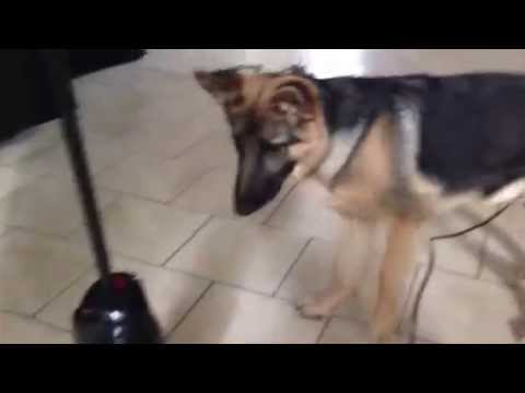 [VIDEO] Dog vs. Vacuum: Survival Of The Cutest!
