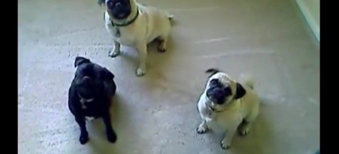 [VIDEO] This Sweet Trio Of Pugs Are SOOO Confused By The English Language