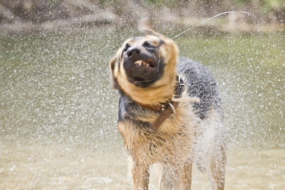[VIDEO] Why Wet Dogs Stink: The Truth Revealed!
