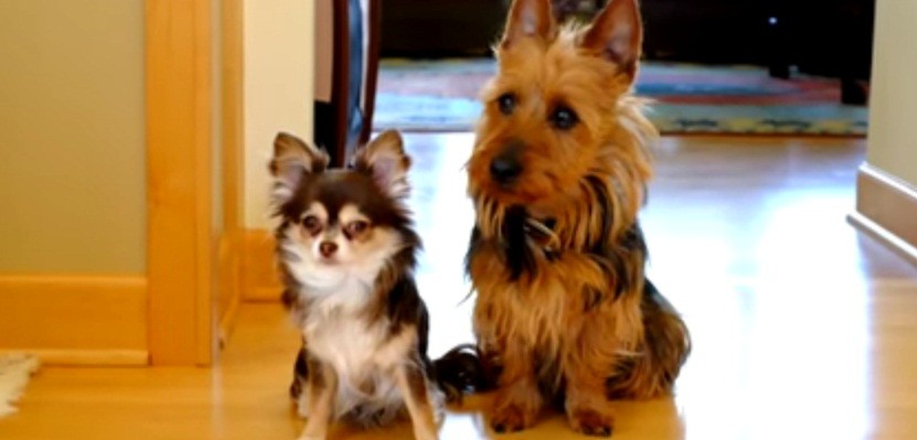 [VIDEO] Which One Of These Dogs Pooped On The Floor? Let The Snitching Begin!