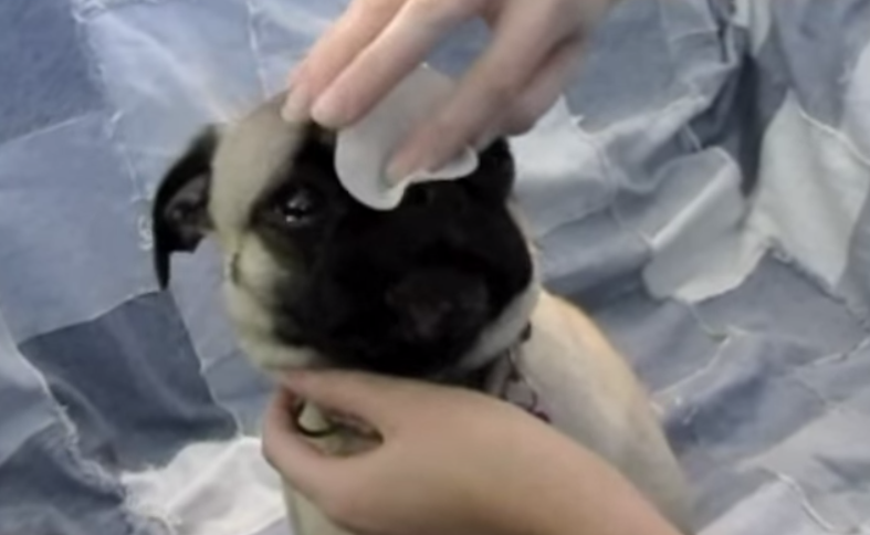 [VIDEO] Learn How To Properly Clean Your Pugs Facial Wrinkles