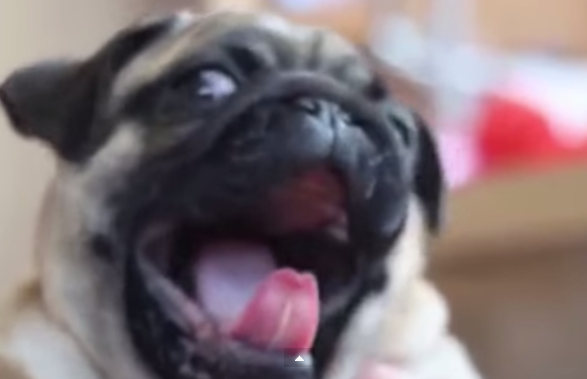 [VIDEO] This Cute Little Pug Can’t Stop Yawning And It’s Contagious