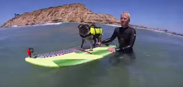 [VIDEO] This Surfing Pug Is The Coolest Dog In California!