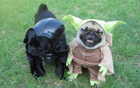10 Awesome Pugs Who Are Totally Ready For Halloween