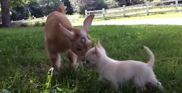 [VIDEO] Our Hearts Melted Watching This Pint Sized Pup Doing Her Farm Chores