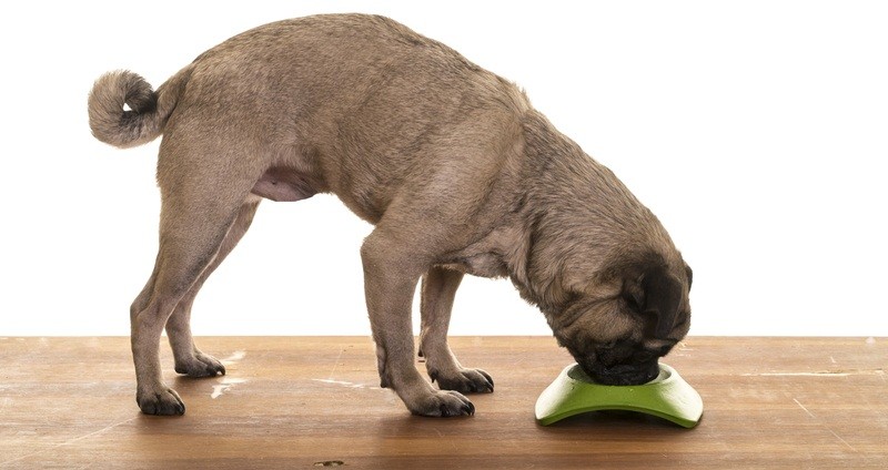 How To Treat Food Aggression In Your Dog