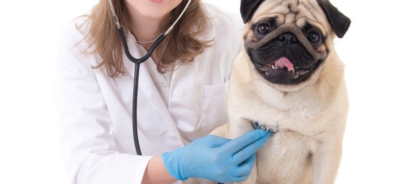 Tips For Treating Wounds And Bites On Your Dog