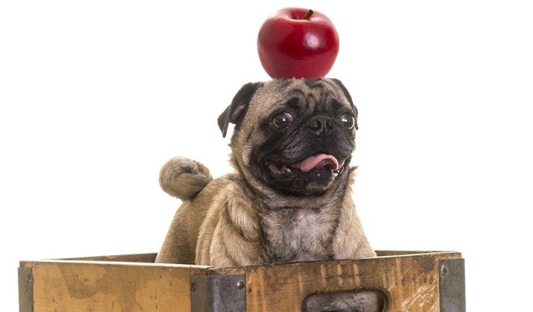 Are Apples Safe For Dogs? What All Dog Owners NEED To Know