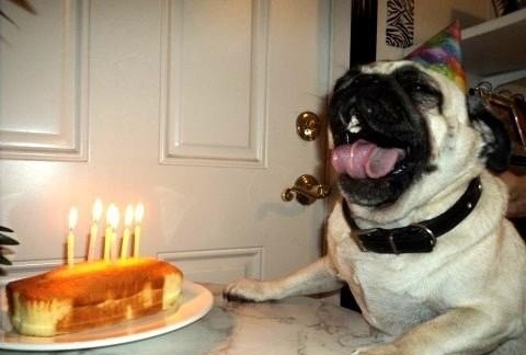 Stop What You’re Doing And Look At These Adorable Dogs!