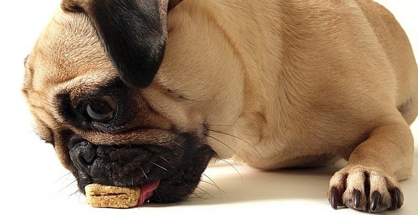 Why Were Plastic Fibers Found In Pedigree Dog Food?????