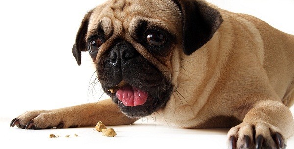 5 Simple Steps To Dog Proof Your Home