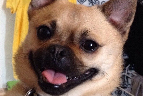 8 Mixed Dog Breeds That Are Simply PERFECT
