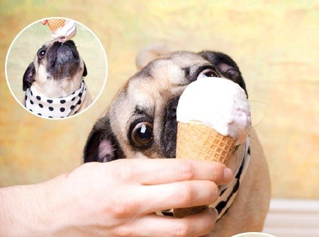 These Photos Of Dogs Eating Ice Cream Are Truly Adorable…
