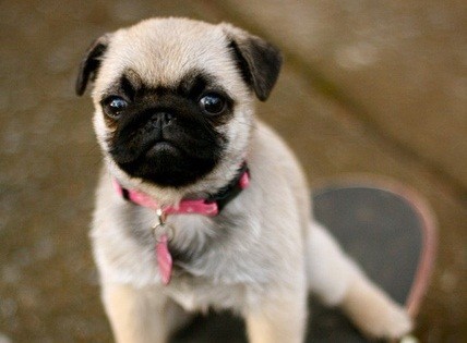 Top 5 Cutest Dog Breeds Of All Time (As Puppies!)