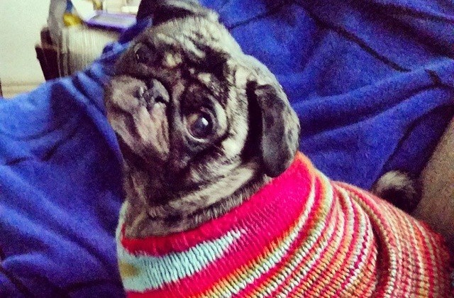 9 Dogs In Sweaters That Will Totally Make Your Day