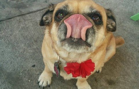 11 Cute Dogs Just Want To Make You Smile