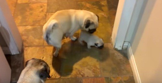 [VIDEO] This Pug Puppy Hanging Out With His Parents Is The SWEETEST!