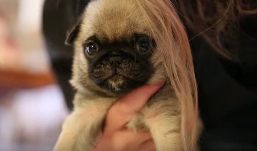 [VIDEO] This TINY Pug Puppy Playing With Her Owner’s Hair Is TOO CUTE For Words!