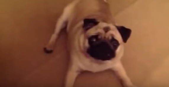 [VIDEO] Grimley The Pug Does NOT Want To Go To Bed And It’s TOO Funny!