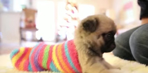 [VIDEO] This Pug Puppy Wears This Sock Like A Sleeping Bag And It’s Too Cute For Words!