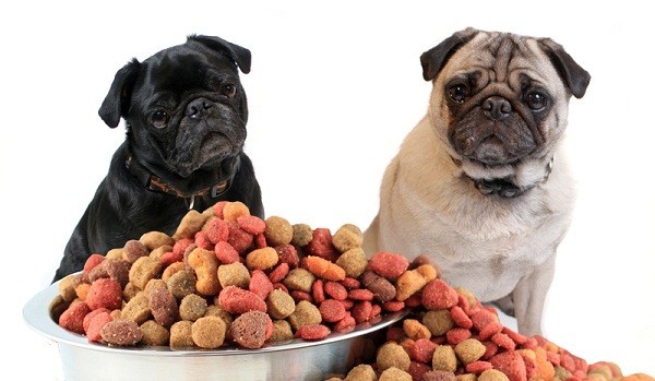 Is Your Dog’s Food REALLY Healthy? Check And See