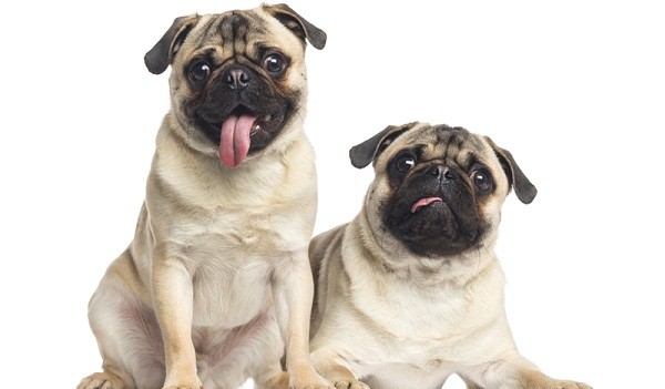 Is Doggy Day Care Something You Should Consider?