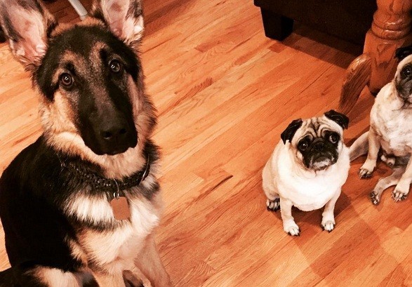 These Dogs Celebrate Being Adorable For ‘National Dog Day’