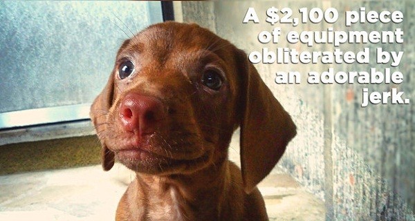 Dog Owners Share Hilarious Stories Of Their Trouble Making Pups…And They’re AMAZING!