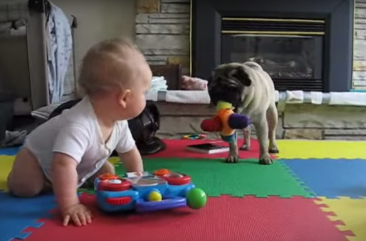 [VIDEO] This Pug Is NOT Interested In Sharing His Toy With The Baby- So FUNNY!