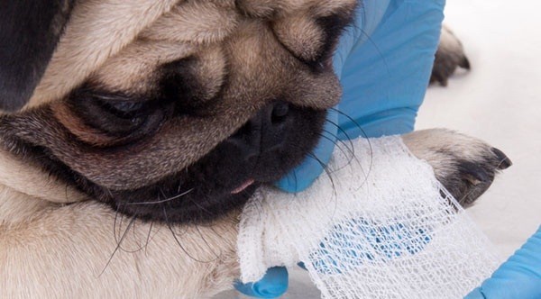 16 Items You NEED To Have In Your Doggy Emergency Kit!