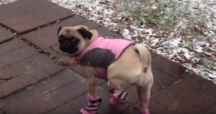 [VIDEO] These Dogs Wearing Dog ‘Shoes’ For the First Time Is Hilarious!