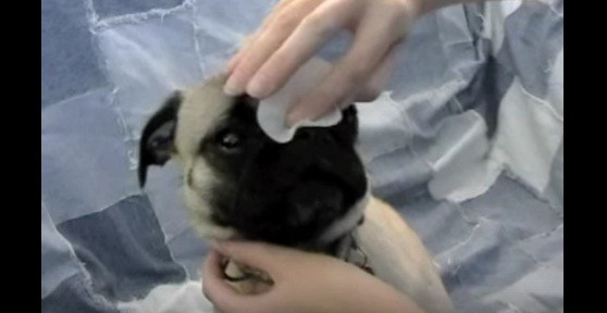 [VIDEO] The Easiest Way To Clean Your Pug’s Wrinkles