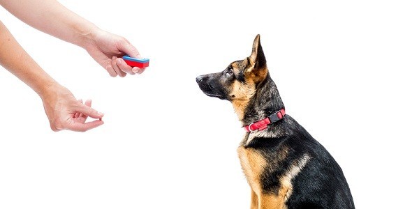 Why Clicker Training Is An Effective Way To Train Your Pooch