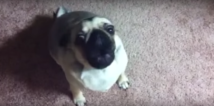 [VIDEO] 24 Dogs Talking Like People – It’s Pretty Incredible (And Hysterical, Too!)