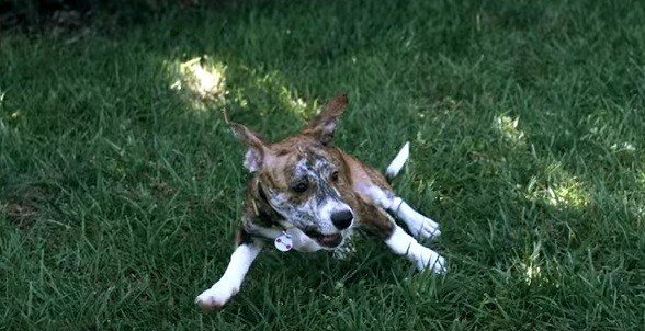 [VIDEO] Watch These Dog’s Slow Motion Reaction To Another Dog Barking…. We’re Cracking Up!