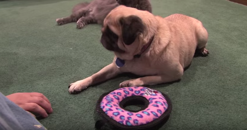 [VIDEO] This Pug Does NOT Want You Taking Her Toy Away… LOL!