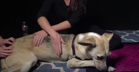 [VIDEO] You Won’t Believe These Dogs Reacting To Their First Massage!