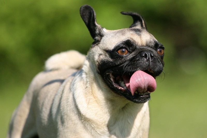 Great Dog Exercises For EVERY Stage of Their Life!