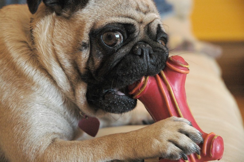 Is Your Dog Too Possessive Of Their Toys, Food….Or YOU? These Tips Will Help