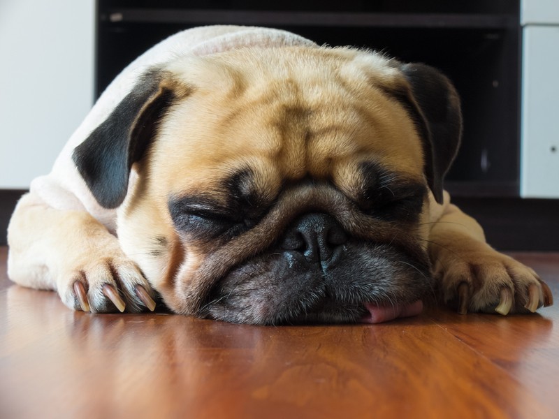 Doggy Diarrhea? What To Know And Watch For…
