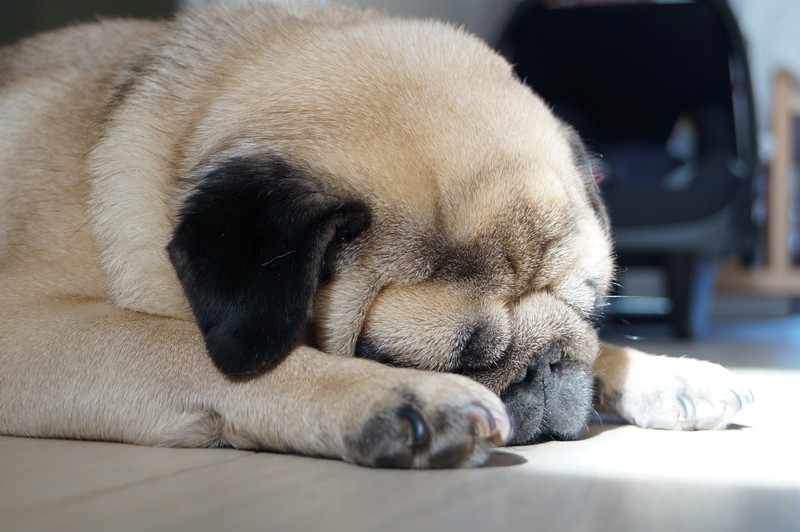 You’ll Never Guess What The Most Common Food Allergies In Dogs Are!