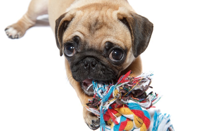 Is That Dog Toy Safe? How To Choose The Best And Safest Toys For Your Pooch