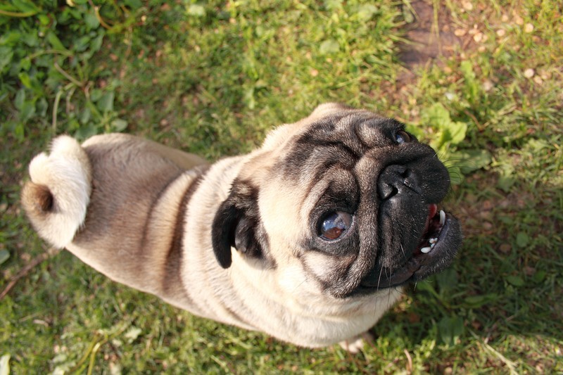 6 Genetic Issues Found In Pugs That You Need To Know About