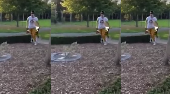 [VIDEO] Pug vs. Hedge… Cutest Puppy FAIL Ever!