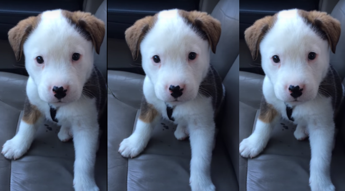 [VIDEO] Watch This Adorable Puppy Fight With His Hiccups – We’re Cracking Up!