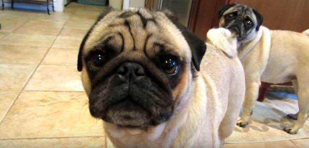 [VIDEO] These Pugs Howling Over Their Favorite Aunt Is Too Adorable For Words!